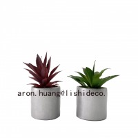 Simple and beautiful gray succulent potted plant